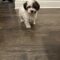 #112 Nala- adoption pending